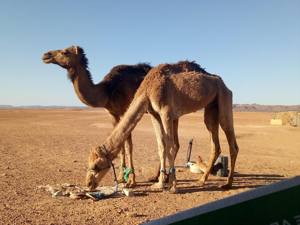 Sahara Peace Camp Hotel Zagora Buitenkant foto